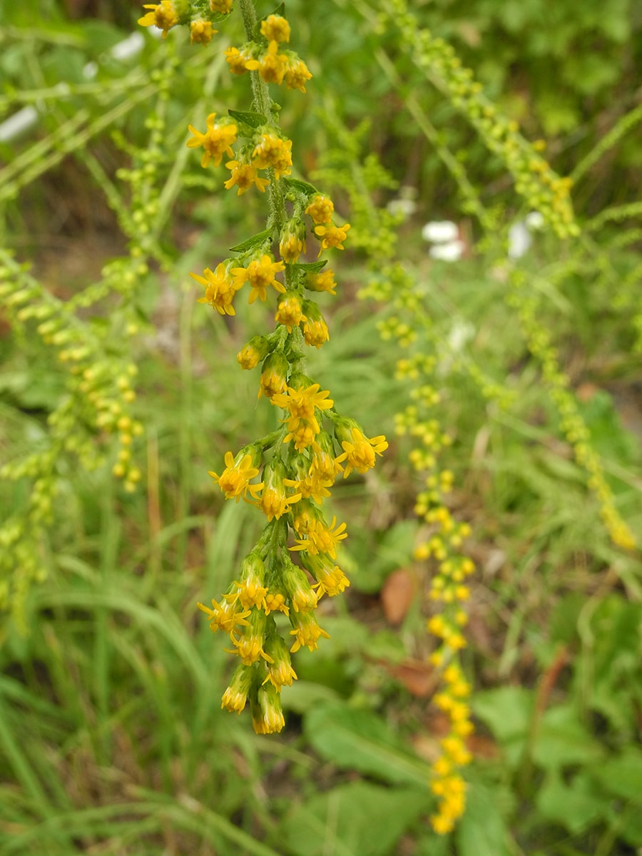Image of Solidago rugosa specimen.