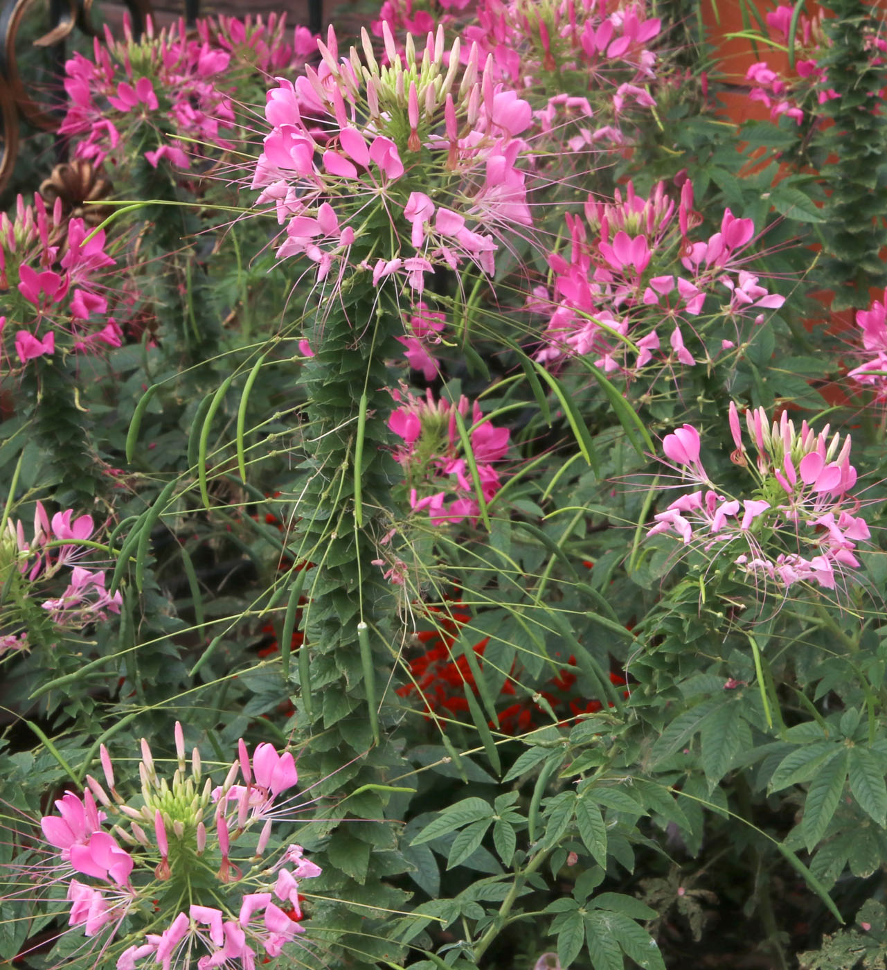 Image of Tarenaya hassleriana specimen.