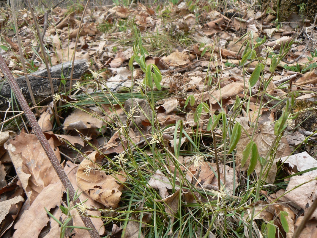 Image of Carex lanceolata specimen.