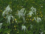 Aconogonon alpinum