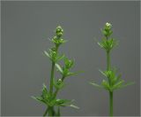 Image of taxon representative. Author is Виталий Гуменюк