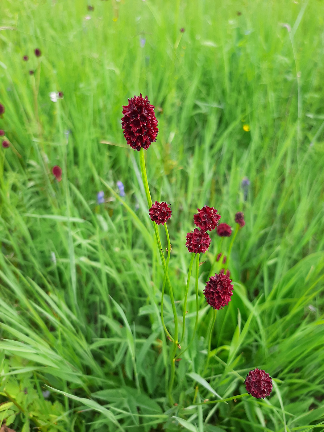 Изображение особи Sanguisorba officinalis.