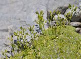 Draba bryoides