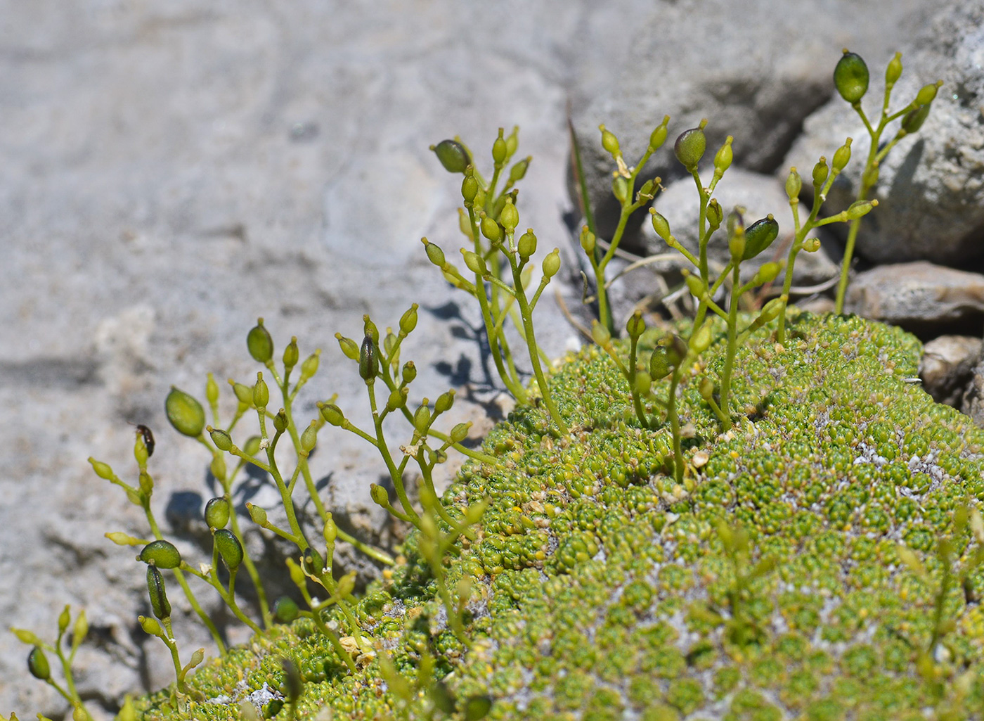 Image of Draba bryoides specimen.