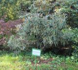 Rhododendron makinoi