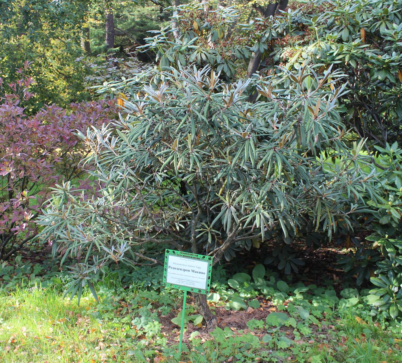 Image of Rhododendron makinoi specimen.