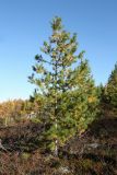 Pinus sibirica. Молодое дерево (возраст - ок. 25 лет). Мурманская обл., окр. г. Мурманск, склон СЗ экспозиции, кустарничково-вороничное берёзовое редколесье. 20.09.2021.