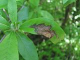 Mespilus germanica. Поражённый лист. Северная Осетия, окр. г. Владикавказ, в широколиственном лесу у дороги. 08.05.2021.