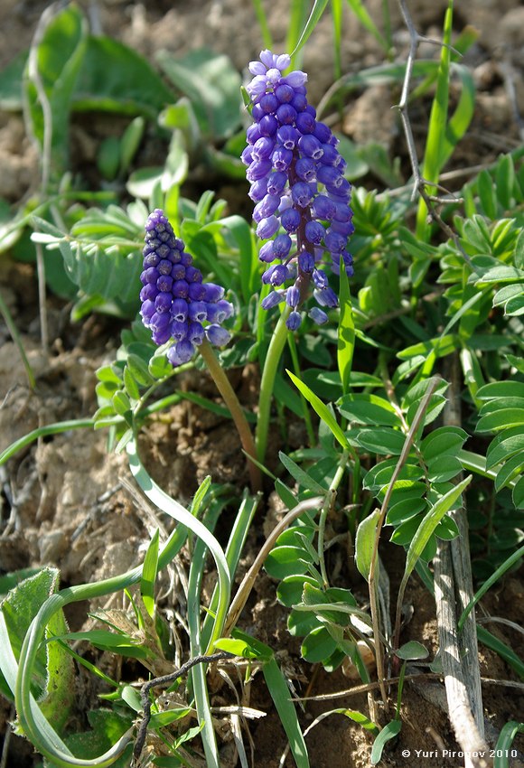 Изображение особи Muscari armeniacum.