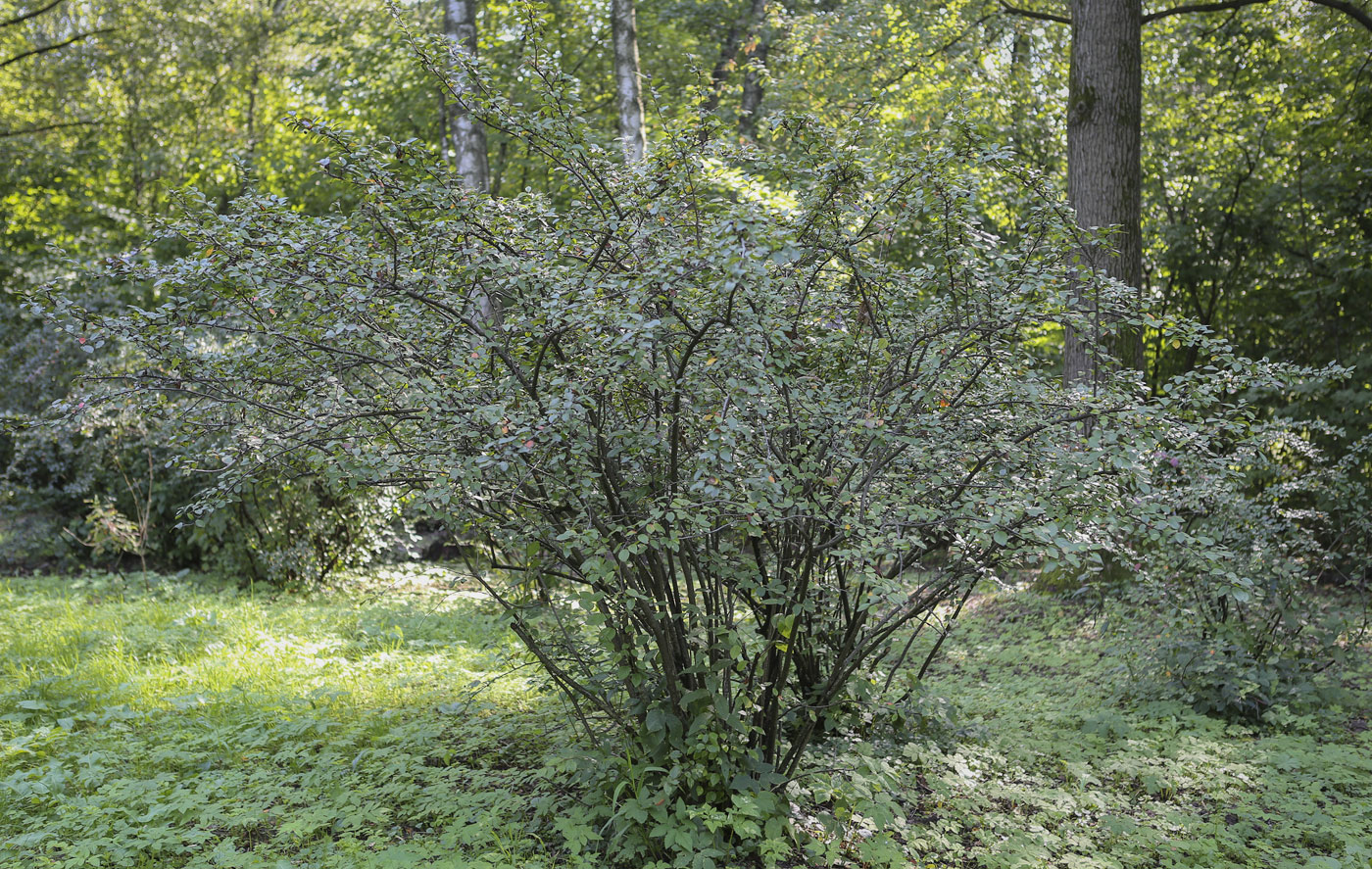 Image of Cotoneaster lucidus specimen.