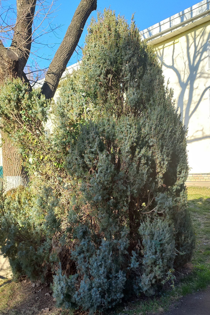 Image of Juniperus communis specimen.