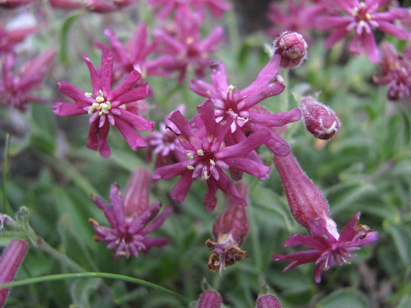 Image of Silene pygmaea specimen.