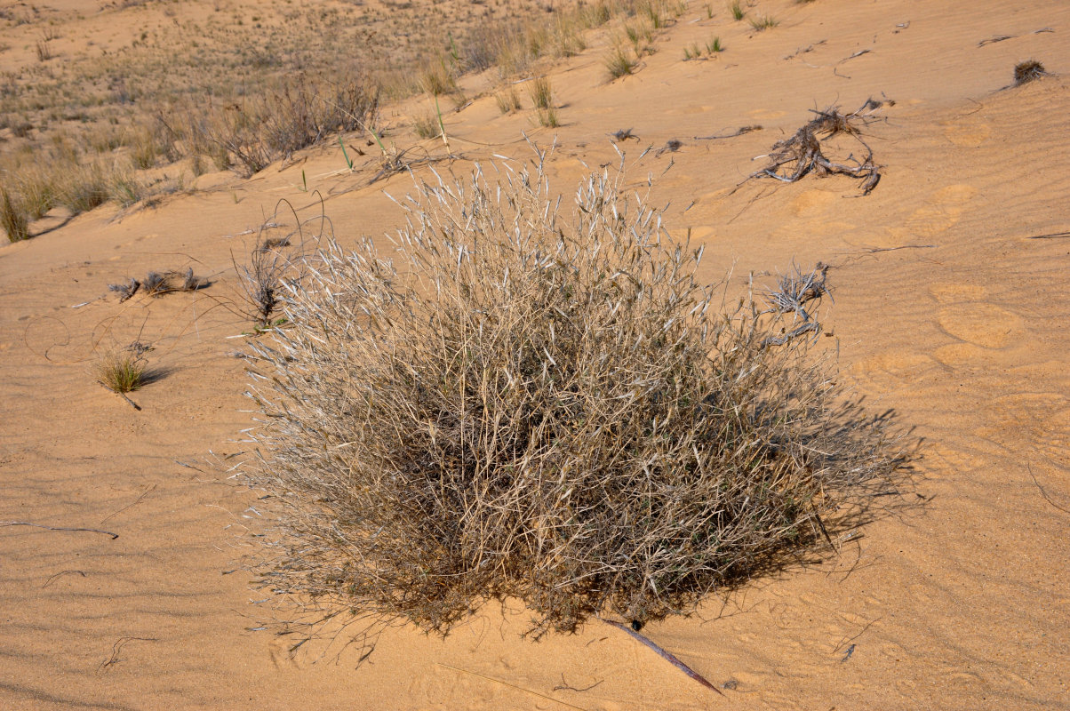 Image of genus Dianthus specimen.