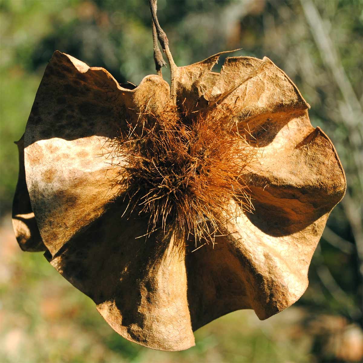 Изображение особи Pterocarpus angolensis.