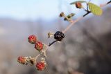 Rubus sanctus. Соплодие. Краснодарский край, Лазаревский р-н, окр. с. Ордынка, 160 м н.у.м., поляна. 06.01.2020.