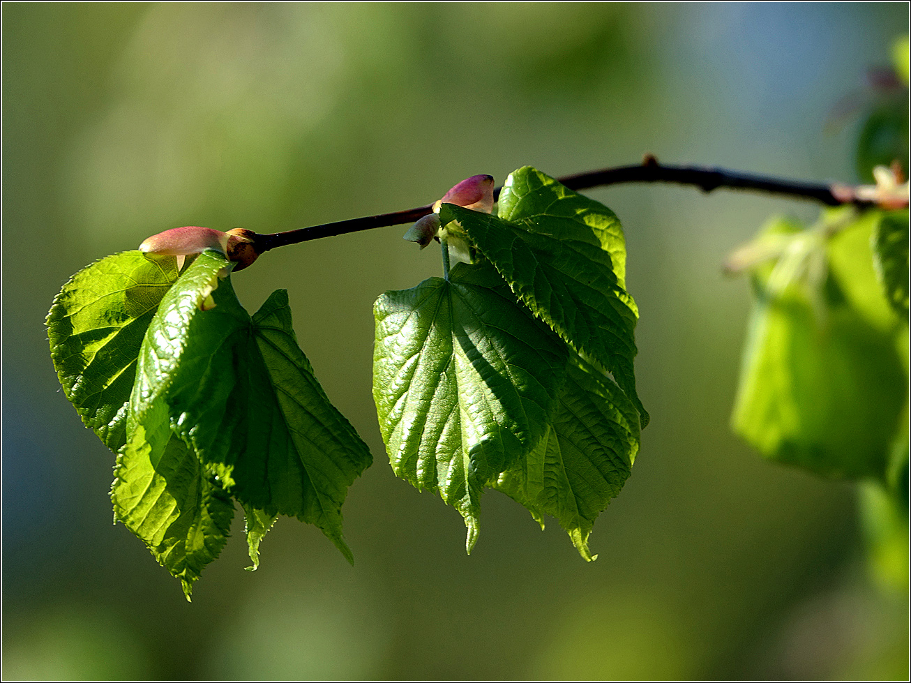 Изображение особи Tilia cordata.