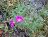 Epilobium hirsutum