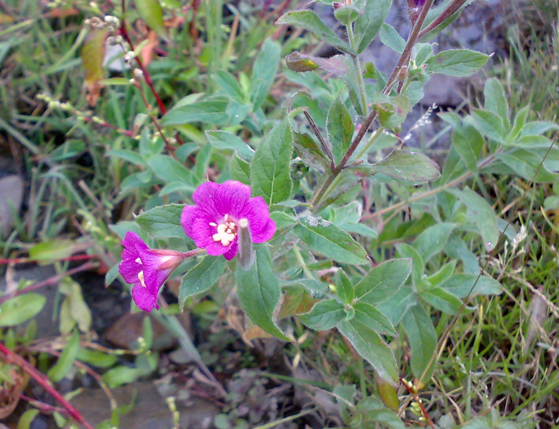 Image of Epilobium hirsutum specimen.