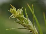 Corispermum stauntonii