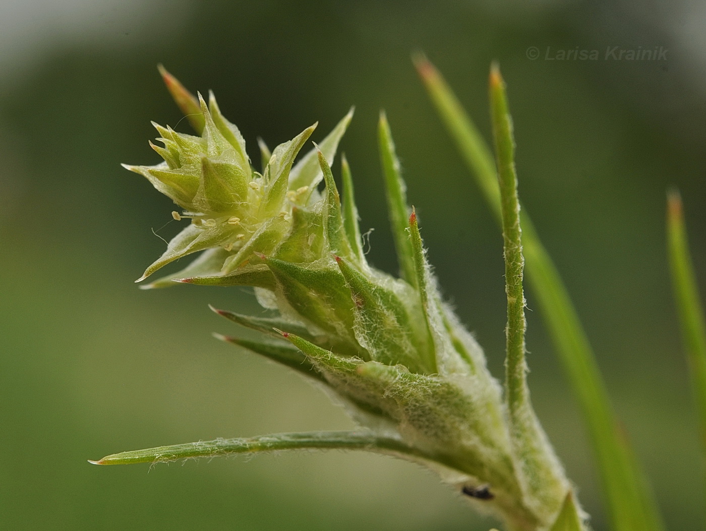 Изображение особи Corispermum stauntonii.