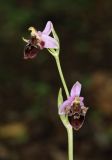 Ophrys oestrifera. Верхушка соцветия. Дагестан, Магарамкентский р-н, окр. с. Хтун-Казмаляр, Самурский лес. 7 мая 2022 г.