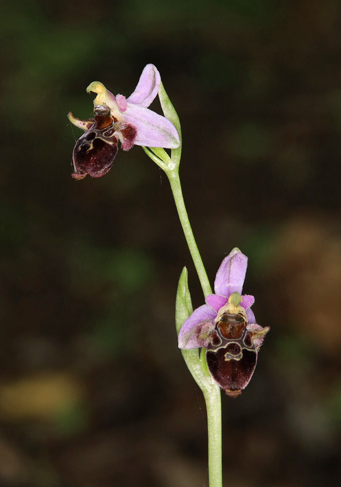 Изображение особи Ophrys oestrifera.