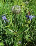 Clematis integrifolia