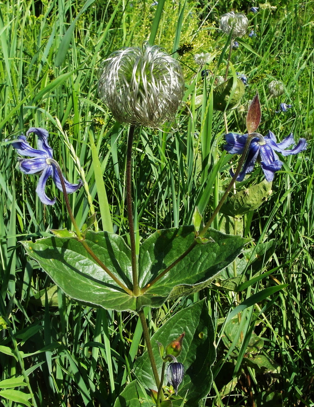 Изображение особи Clematis integrifolia.