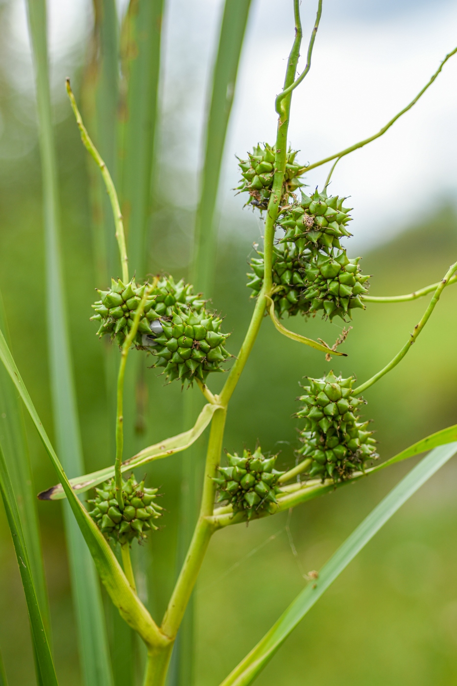 Изображение особи Sparganium erectum.