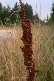 Rumex crispus