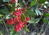 Pistacia lentiscus