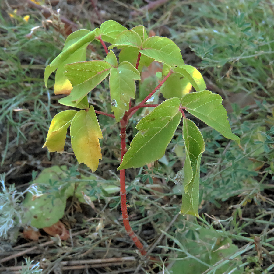 Image of Acer negundo specimen.