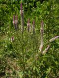 Celosia spicata