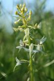 Platanthera bifolia