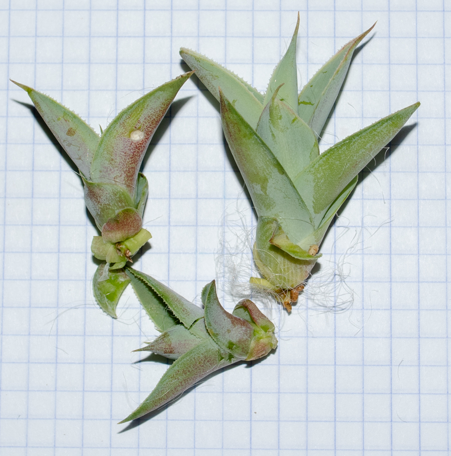 Image of Agave vilmoriniana specimen.