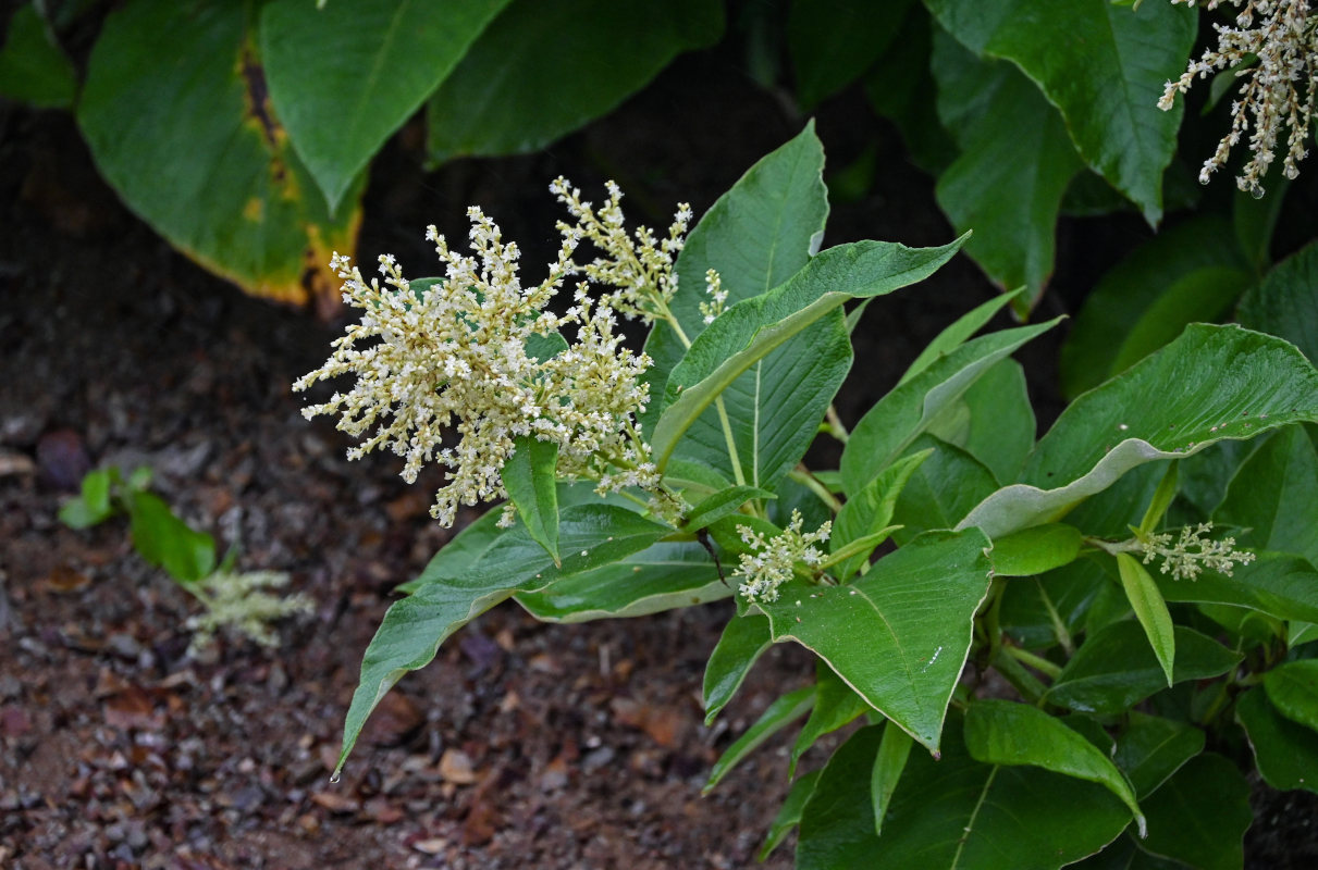 Изображение особи Aconogonon weyrichii.