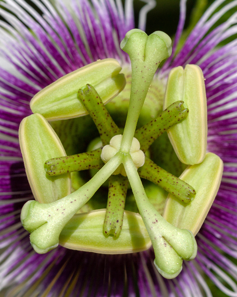 Изображение особи Passiflora edulis.