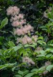 Aralia cordata. Верхушка побега с соплодием. Курильские о-ва, о-в Кунашир, склон вулкана Головнина, ≈ 400 м н.у.м., опушка широколиственного леса. 20.08.2022.