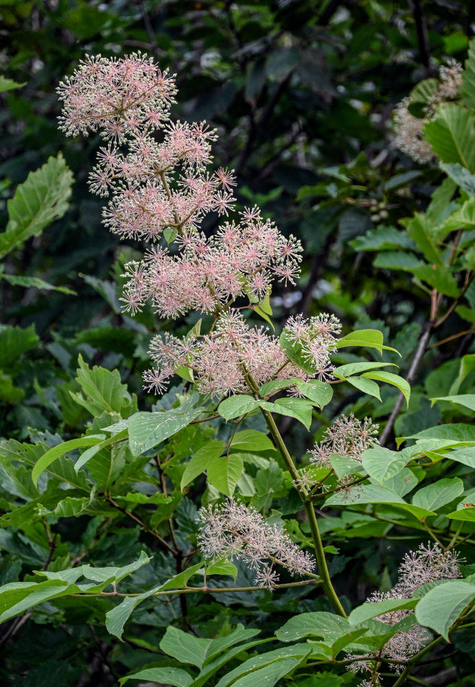 Изображение особи Aralia cordata.