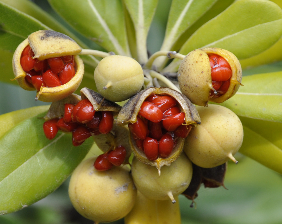 Image of Pittosporum tobira specimen.