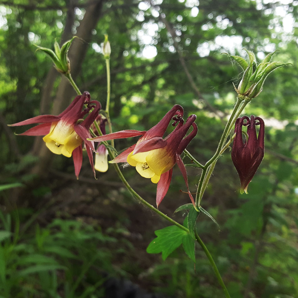 Image of Aquilegia oxysepala specimen.