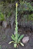 Verbascum thapsus