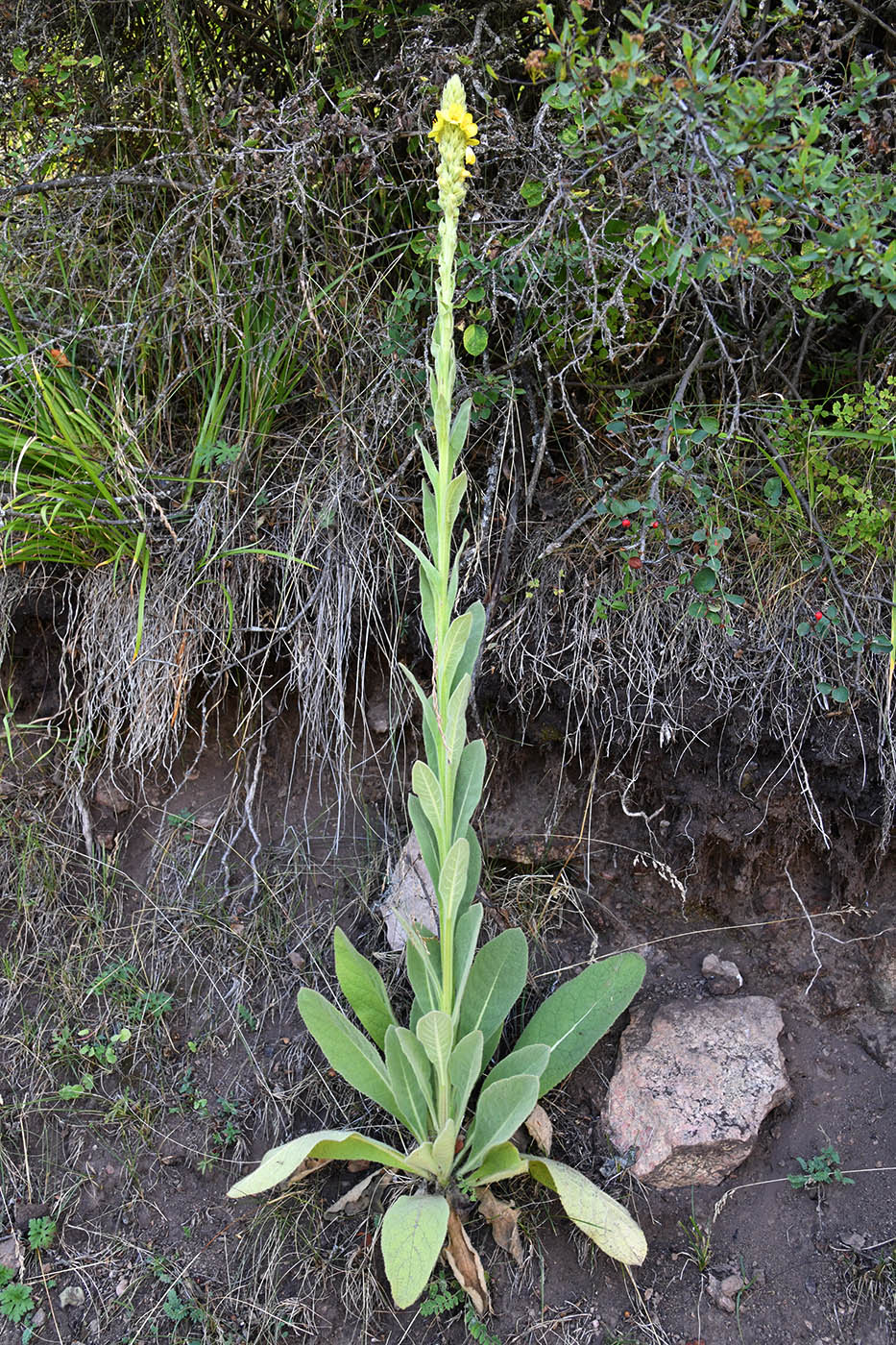 Изображение особи Verbascum thapsus.