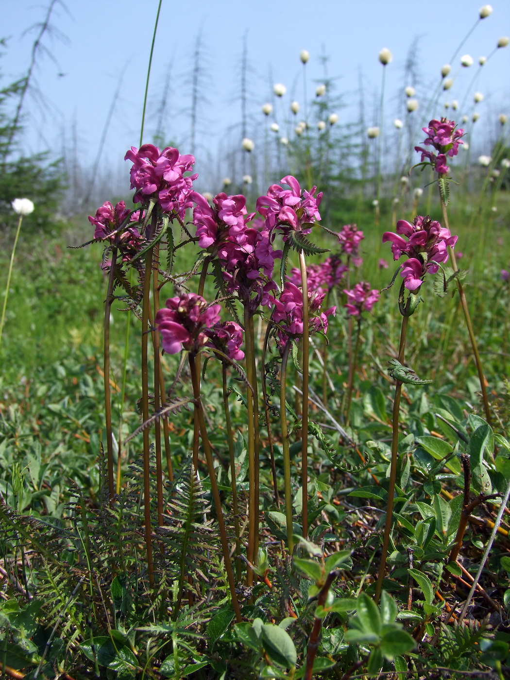 Image of Pedicularis nasuta specimen.