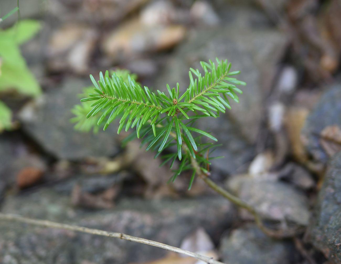 Image of Abies nordmanniana specimen.