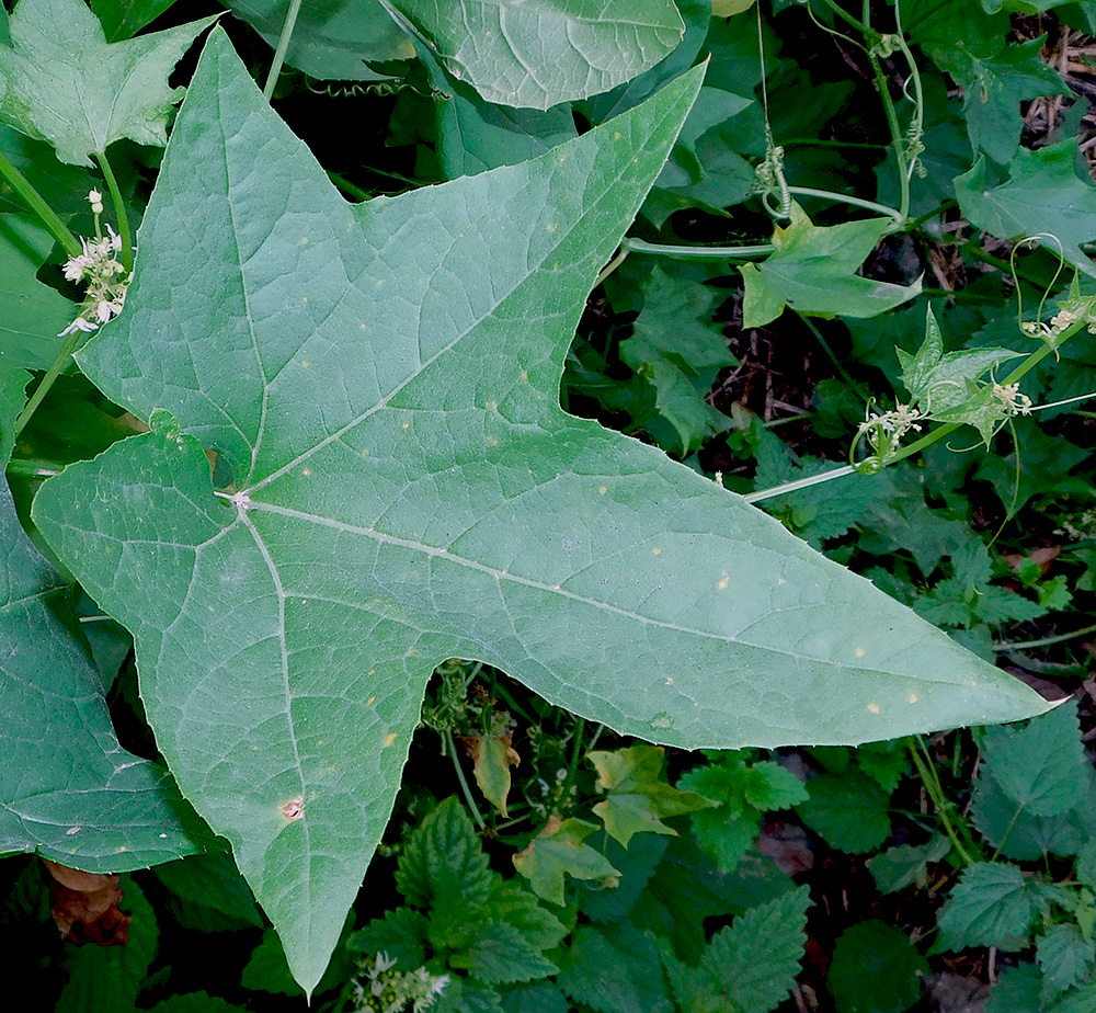 Изображение особи Echinocystis lobata.