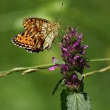 Betonica officinalis