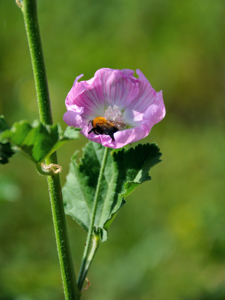 Image of Malva thuringiaca specimen.