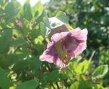 Cobaea scandens. Цветок в начальной (тычиночной) фазе цветения. Тверская обл., Весьегонск, в культуре. 27 августа 2022 г.