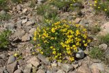 Lotus ruprechtii. Цветущее растение в сообществе с Festuca arenaria, Plantago maritima и Potentilla anserina. Ленинградская обл., Ломоносовский р-н, окр. Шепелёвского маяка; п-ов Каравалдай, берег Финского залива, приморский луг, каменистый участок. 13.06.2022.